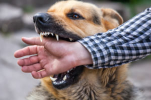 Protecting Your Rights after a Dog Bite or Attack in New Jersey